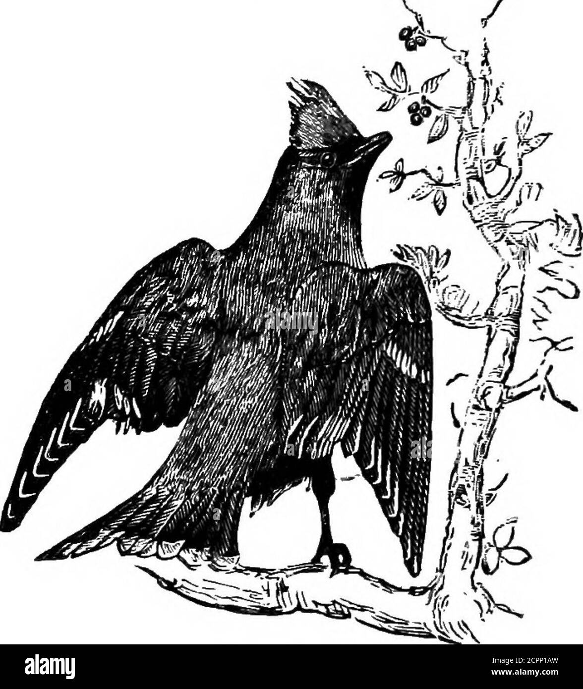 . I nostri uccelli nei loro fantasie : un trattato popolare sugli uccelli del Nord America orientale. Che ha diverse linee trasversali di punti dello stesso; spacearound il disegno di legge generalmente, e sopra e sotto l'occhio, bianco o yfellowish-bianco; cima della testa, auriculars e lati del collo striati di bianco; E archi bianchi chiari 40 L'ALA DI CERA. Dietro le orecchie; sotto le parti bianche, ampiamente striate di marrone rossastro. Giovane, più generalmente brov/n scuro, non macchiato, con fronte bianco chiaro e sopracciglia, e trasparente, marrone rossastro chiaro sotto le parti. Nidificazione sly nel foreof un albero, le uova bianche quasi rotonde o Foto Stock