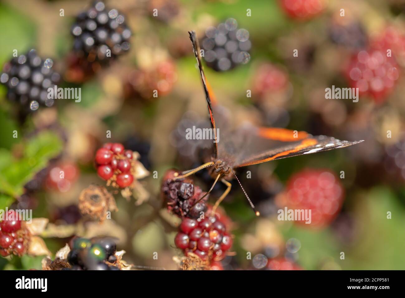 Ammiraglio Rosso Butterfly (Vanessa atalanta). Rivolto in avanti, nutrendo da more mature (Rubus fruticosus). Con alette parzialmente aperte, lingua o Foto Stock