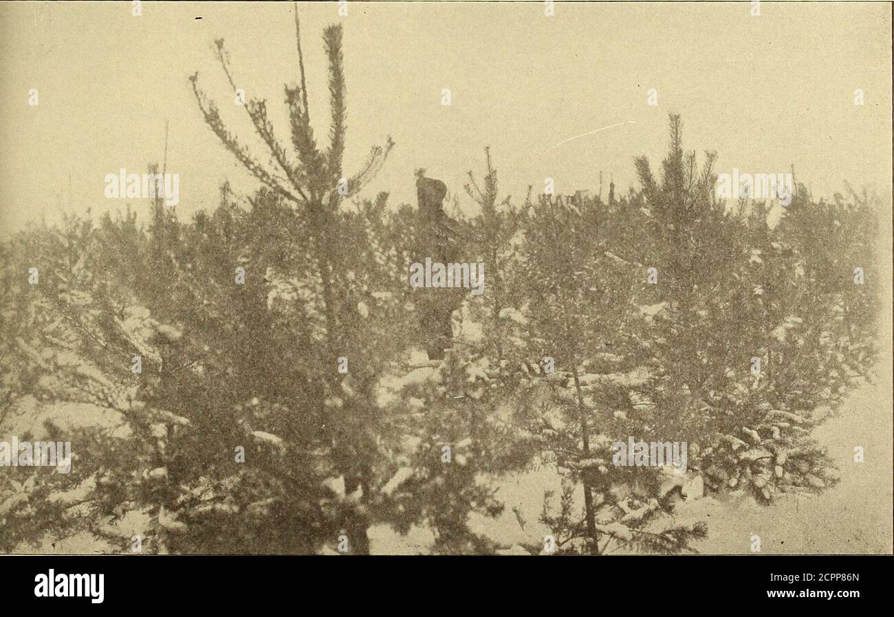 . Relazione annuale . C. R. PETTIS, PHOTO.WHITE PINE PLANTATION VICINO LAGO CHIARO GIUNZIONE SEI ANNI DOPO LA PIANTAGIONE.. C. R. Pettis, Foto. PIANTAGIONE DI PINO SCOTCH VICINO ALLO SVINCOLO DI LAKE CLEAR. SEI ANNI DOPO AVER PIANTATO. SUOLO MOLTO POVERO, SABBIA. COMMISSARIO PER LA FORESTA, IL PESCE E LA SELVAGGINA. 141 completamente descritto nelle relazioni precedenti, ed è discusso più successivamente in questo report.but oltre alla piantatura ci sono altri tipi di lavoro che aumenteranno la produzione dei nostri boschi e fare una foresta più preziosa. In crescita anaturale troviamo molti tipi di alberi di foresta che crescono in mistle.Some di questi alberi sono di poco o dou Foto Stock