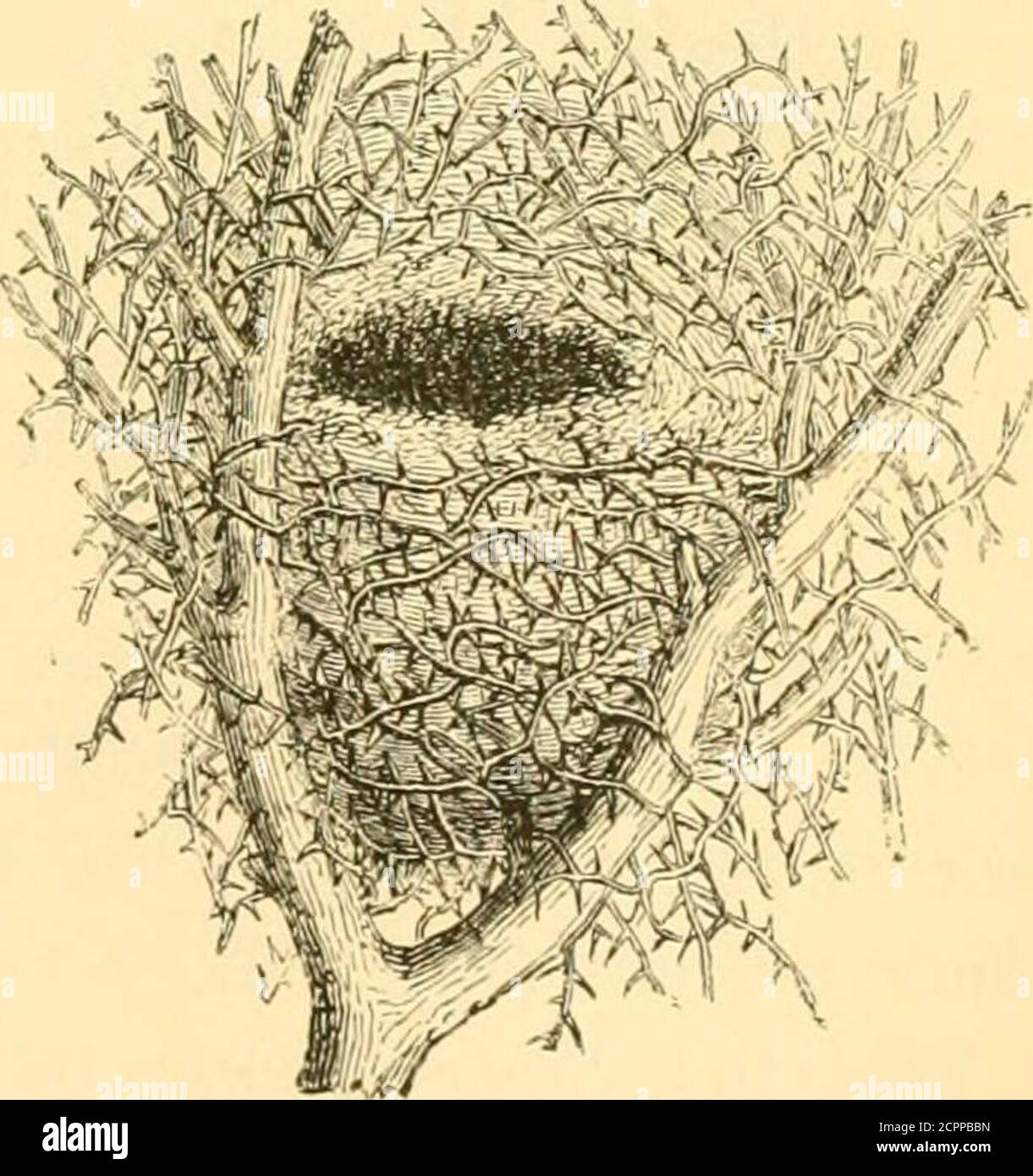 . Rettili e uccelli : un racconto popolare dei vari ordini; con una descrizione delle abitudini e dell'economia dei più interessanti . Fig. 7i. Fig. 75. tronco di un albero, camini di una casa, fessure in un muro sotto un tetto. Curiosamente, i nidi delle samespecies sono sempre modellato esattamente nello stesso modo. CAPITOLO INTEODUCTORY 19S. Il Kinglet, o Wren (Fig. 72), costruisce il suo nido sotto una banca, gene-rally vicino a qualche ruscello; è formato ordinatamente di muschio, quasi ricoperto di foglie, e foderato con piccole piume, capelli e lana. In questo caso il più piccolo dei nostri uccelli nativi si trova sei Foto Stock