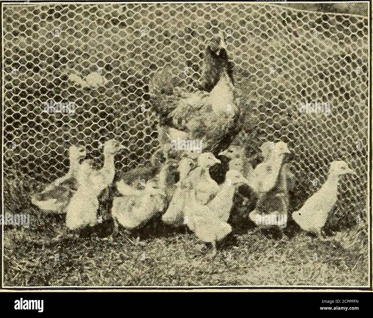 . I nostri uccelli domestici; . ely essere lasciato alla cura dei vecchi, e maynot anche bisogno di essere nutriti. I primi pettini con le madri di galline dovrebbero essere messi su terreno di zolla dove l'erba è fine e morbida, in costolette come sono usati per polli piccoli, Con un piccolo di fronte ad ogni coop per tenerli da vagare away.This penna può essere fatta di assi 8 o 10 pollici largo, oonedge set e tenuto in luogo da piccoli bastoni guidati nel ground.IT è meglio dare loro solo erba per mangiare il primo giorno. Dopo thattwo o tre alimentazioni leggere di mash possono essere date giornalmente, ma theyshould avere sempre tutto il fresco, succ Foto Stock