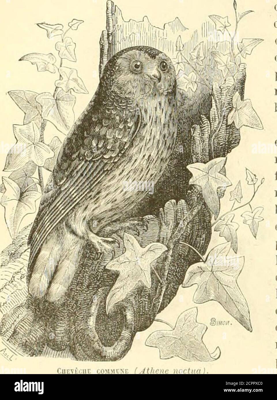 . Histoire naturelle des oiseaux : suivant a classification de Isidore Geoffroy-Saint-Hilaire ; avec l'indication de leurs moeurs et de leurs rapports avec les Arts, le commerce et l'Agriculture . dessus de la sienne, ouvrit sa fenêtre, etdit à celui quil prenait pour un être humain : (( qui es-tu là-bas ? JE ne mappelle pas Edme,je mappelle Pierre. » La Chevêche établit son nid dans les Trous des vieilles murailles, sous les toits des tours, dans les crepes des rochers ou des vieux arbres; elle y stagno trois ou quatre œufs, presqueronds, et dun blanc pur; leur Grand ax est de quatze ligne Foto Stock