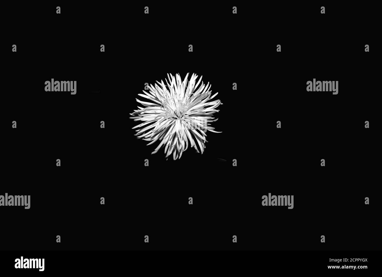 Fiore bianco di medie dimensioni isolato su sfondo nero Foto Stock