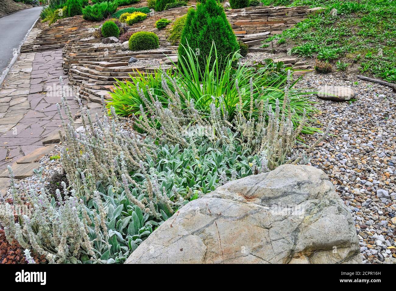 Orecchie di agnello, una pianta perenne ornamentale ( stachys byzantina / stachys lanata / stachys olympica / Woolly hedgenortica) per giardino di pietra o terreno di parco Foto Stock