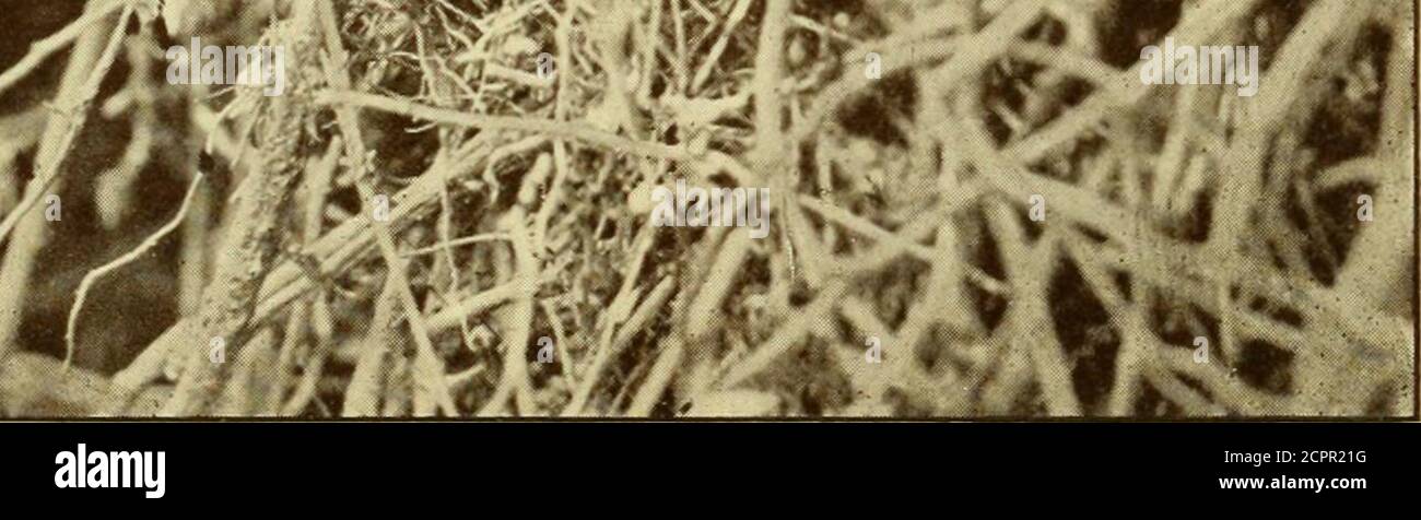 . Uccelli di montone e altri uccelli .  LJ|FTS£. South Island Robin su nido. E ALTRI UCCELLI 55 T non aveva i:novioTisly sperimentato un caso in cui il raffreddamento i)rocess - se fosse tale - ha cominciato sobriamente ed è stato trasportato ad un grado così estremo. Un secondo nido, ottenuto anche durante la terza settimana di novembre, T trovato contenere tre giovani squabeaning. In profonda ombra contigua alla nesta Morepork era seduto, e il suo banefid ])]e-sence così vicino i pulcini stava coccando in thecock uccello serie alta di note di allarme; da thesecries di disagio effettivamente era che il nido wasdiscovered a me. Ho instradato il piccolo Owl fuori di hi Foto Stock