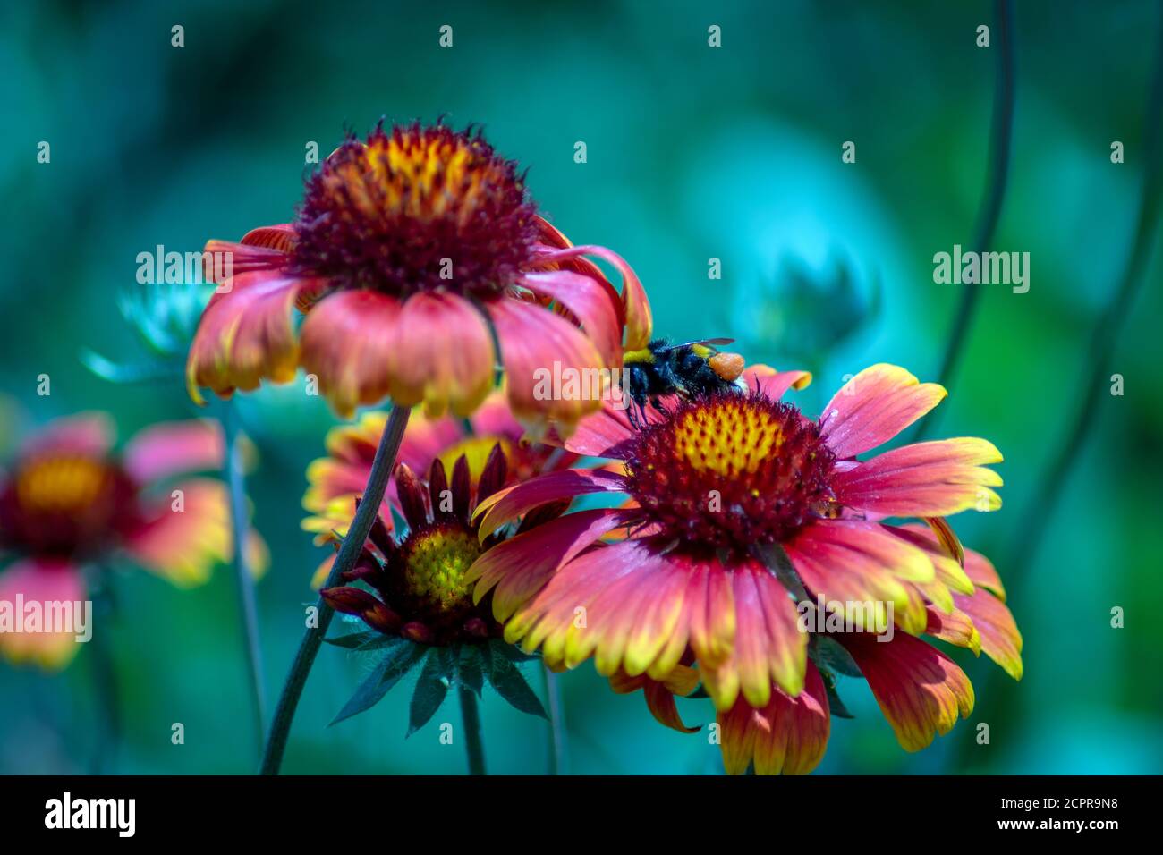 Primo piano di fiori indiani coperta Foto Stock