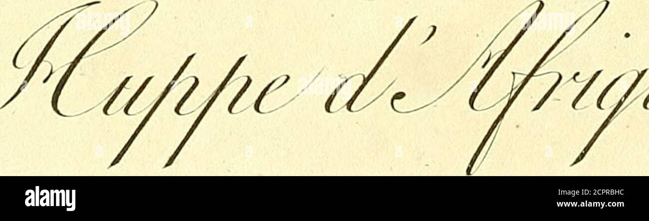 . Oiseaux dorés ou à reflets métalliques . a a/(i.. 7/&:l/l-Ji DESPROMEROPS. I3 LA HUPPE DAFRIQUE. PLANCHE il Rousse ; dos et couvertures des ailes variés de larges bandes, noires, blan-ches et rousses ; dix pennes à la queue. Variété de la Huppe. Buffon, Ois. J e donne ce nom à cette Huppe, parce quelle appartient ex-clusivement à lAfrique , quelle en habite la partie méridionale,Malimbe dans le royaume de Congo, et le Cap de Bonne-Espé-rance, et quelle me paraît ex une race distingute delà précé-daste, vaghé nest. Comecelle dEurope , elle ne se plaît q Foto Stock