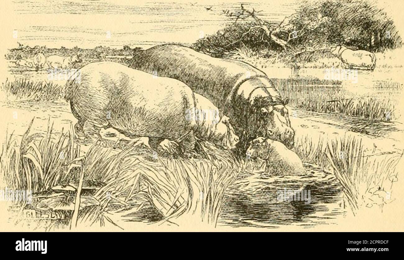 . Il mondo della grande foresta; come animali, uccelli, rettili, insetti parlano, pensano, lavorano e vivono. Teste e spalle erano sopra l'acqua, e i loro corpi sembravano molto grandi, tronchi intrecciati. A volte ad una certa testa anglethee sembravano le teste dei cavalli, fin d'ora la gente bianca li chiama hippopotami, che i cavalli del meanswer. Vi ricordate, caro, ha ripreso il signor Ngooboo, quando abbiamo migrato e siamo venuti al fiume in compagnia di due altre coppie che vivono su banchi di yonder?Siamo stati guidati dalle nostre ex case da esseri umani che si erano insediati sulla prateria lontano-oflF, fatto 107 IL MONDO DEL grande FO Foto Stock