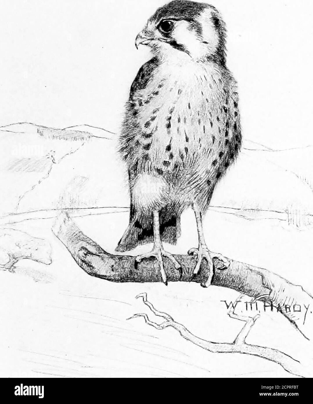 . Nel corso dell'anno con uccelli e poeti [poesie]; . non tutti esenti da cura, perché il tuo nido è in erba, e tu adorerai come passo :ma né mano né piede di mineShall danno a te o tuo; io, musando, solo pausa a thinkOf il mio boobolink boyhods. 194 FINO ALL'ANNO III. Ma nessun bobolink di mineEver ha cantato un mead così fine, starred con fiori di ogni hue.Oro e viola, bianco e blu;coppa dipinta, anemone, Jacobs ladder, fleur-de-lis, Orchidea, harebell, shooting-star.Cranes-Bill, lupino, visto afar.Primrose, papavero, sassitured su Nature, qui, altri, in Nature, qui, senza nome e altri Foto Stock