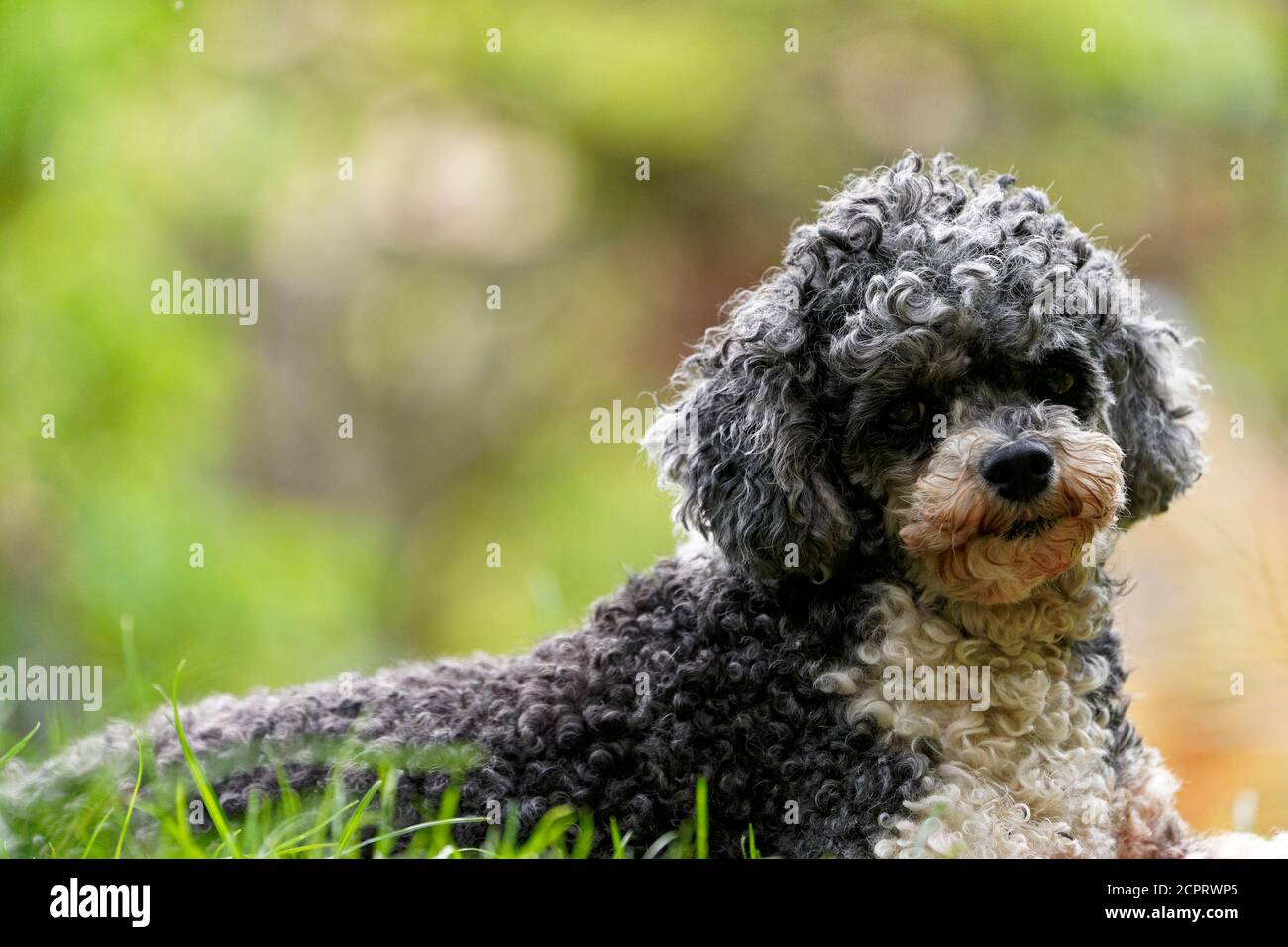 Arlecchino poodle Foto Stock