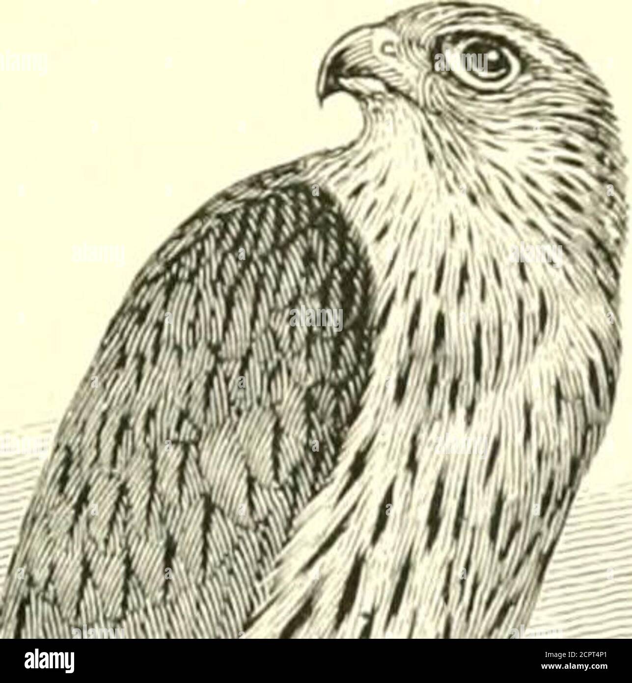 . Un manuale illustrato degli uccelli britannici. Ous, i numeri che rosticano vicino insieme. Il cibo è costituito principalmente da libellule, grandi falene, coleotteri, cavallette e altri insetti; anche da lucertole e topi da campo. Il volo resem-bles quello del Kestrel, e manca il trattino di quello del Hobby; la nota è un chiaro, shrink ki, spesso ripetuto, specialmente verso il pari-ing, in cui il tempo di solito cerca la sua preda. Il piumaggio del maschio adulto è quasi uniforme piombo-grigio, tranne le cosce, sfiato e sotto le code-covers, che sono ricchi petto-noce; sotto i wing-coverts grigio scuro : Bill corno-colore scuro ; cer Foto Stock