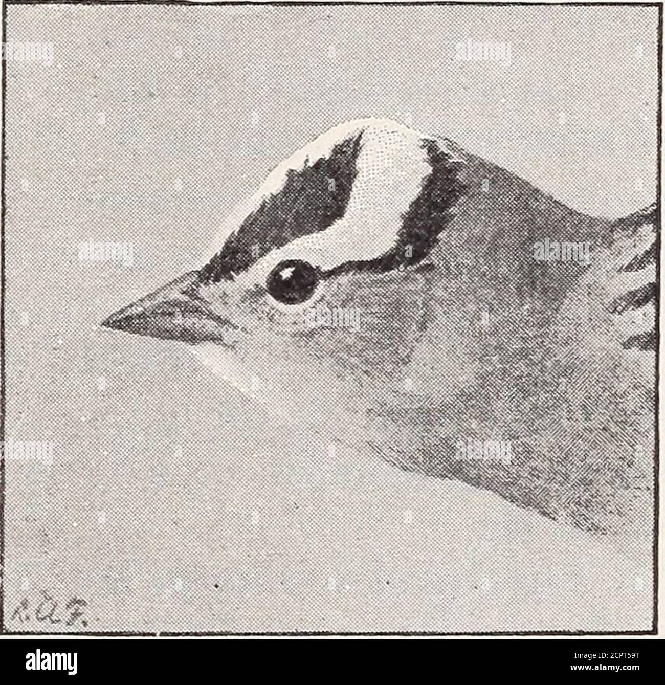 . Manuale degli uccelli degli Stati Uniti occidentali tra cui le grandi pianure, grande bacino, pendio del Pacifico, e bassa valle del Rio Grande. Secondo con note di grazia, il secondo seguito da un basso noterepeated rapidamente tre volte. Le due lunghe note fischiate sono richand lapientive in tono, suggerendo il fischio del legno di pino, e mentre suonano attraverso l'aria fresca e pura giorno dopo giorno sembrano dare espressione alla pace e alla serenità pervasive profonde delle montagne. 554a. Z. 1. Gombelii (Nutt.).Sparrow. GAMBEL Sparrow : intermedio simile a leucofry, ma i loro non nero, ing- a fattura. Mal Foto Stock