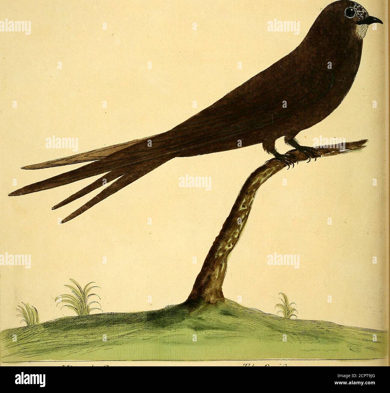 . Una storia naturale degli uccelli : raffigurata con cento e una lastra di rame, curiosamente intagliata dalla vita . /,v- 55. ^u^iuiaiy CipLoi ^^/f^Sfzn/h (51)T^e hUch Martin o Swift. Hirundo Apus. Num. LV. QUESTO uccello è molto più grande del comune Swallow; la sua testa è grande, la bocca larga, e il Bill fmall e nero, verso il Noftrilsbroad e depredato; la sua lingua è ampia e fomephwhat vestito; itsNoftrils lungo posto obliquamente, oblfe verso la testa, acuto torardsThe Point of the Bill; I suoi occhi grandi, e le loro Iride di un colore nocciolo. Non ha almott varietà o differenza di Colou Foto Stock