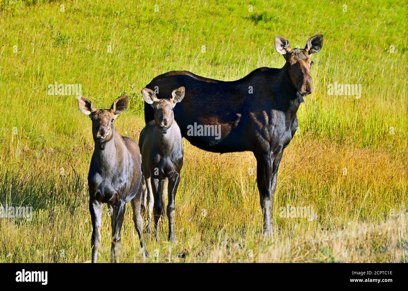 Una madre alce 'Alces alces', con due vitelli che invecchia in un prato nella campagna Alberta Canada. Foto Stock Una madre alce 'Alces alces', con due vitelli che invecchia in un prato nella campagna Alberta Canada. Foto Stock
