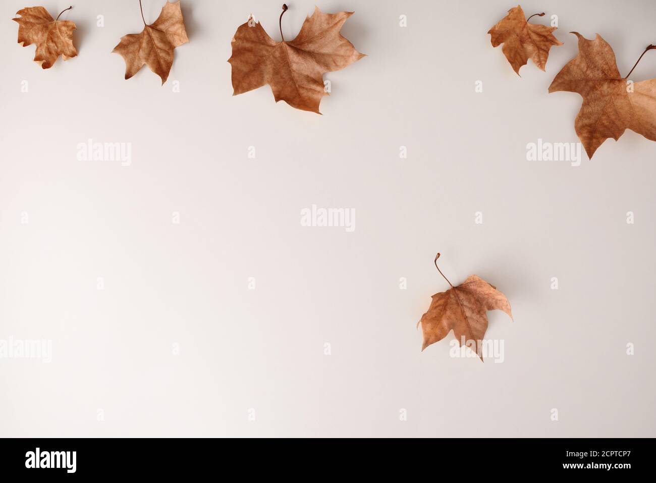 Fondo autunno concetto su tavola bianca con foglie di platanus essiccate che cadono dall'alto. Vista dall'alto Foto Stock