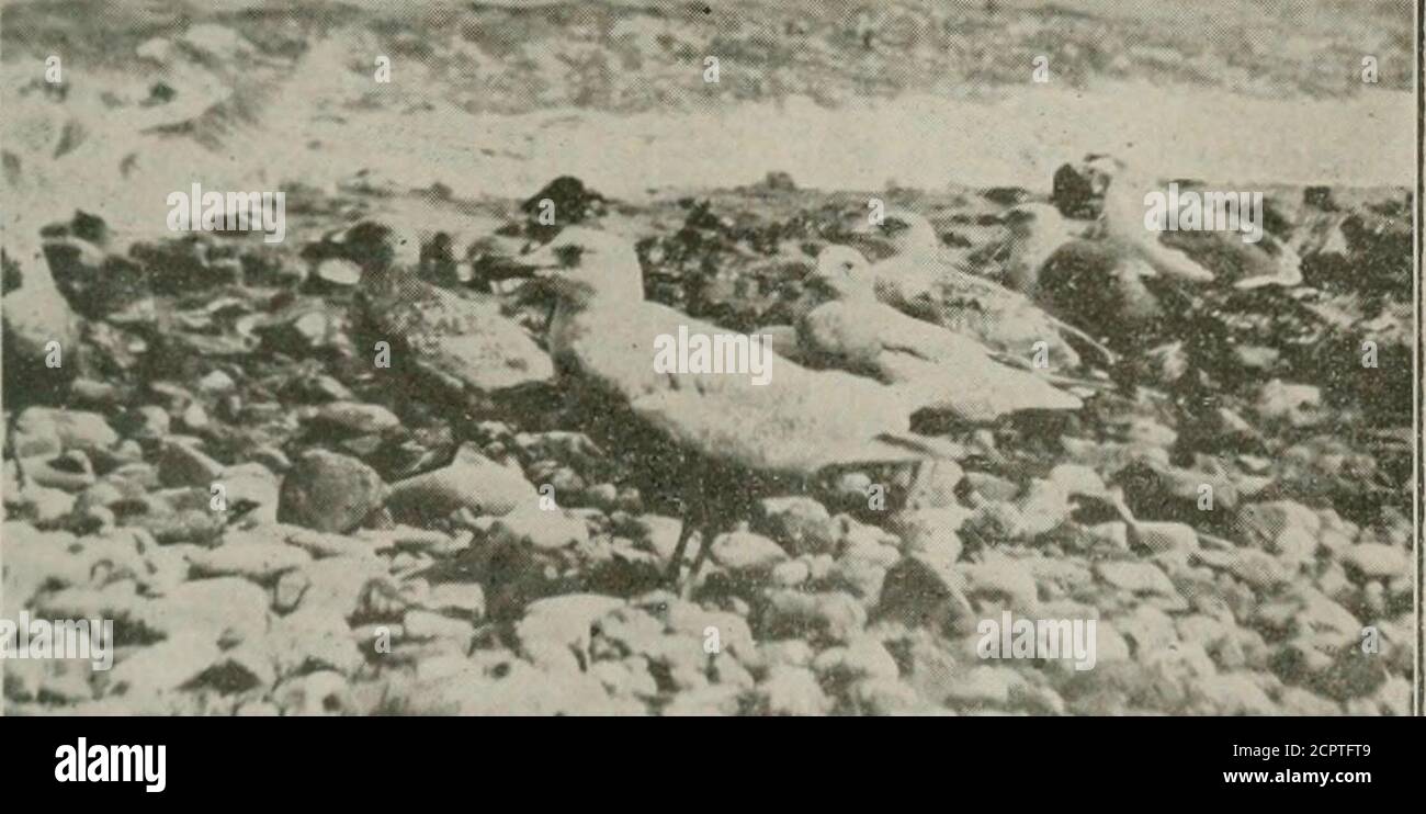 . Il Woodpecker Oist. Ed-belliedpuò essere trovato come un residente di primavera ed estate. Alcuni uccelli rimangono durante tutto l'anno inverni più duringmiti, ma di solito il lievito in ottobre. Durante la primavera presto questi legno-pecker sono uccelli abbastanza rumorosi. Thenthey può essere visto inseguire ogni otherabout i boschi, e occasionallythey pausa per sterlina su qualche tronco deadtree. Marzo è il mese della matingmonth dei Woodpeck-ers dal colore rosso; in questo momento sono abbastanza rumorosi.due maschi sono spesso visti combattere in questa fase. Come il tempo di nidificazione si avvicina,che è all'inizio di maggio, questi uccelli essere-venire tranquillo, e raramente è il loro pres-enc Foto Stock