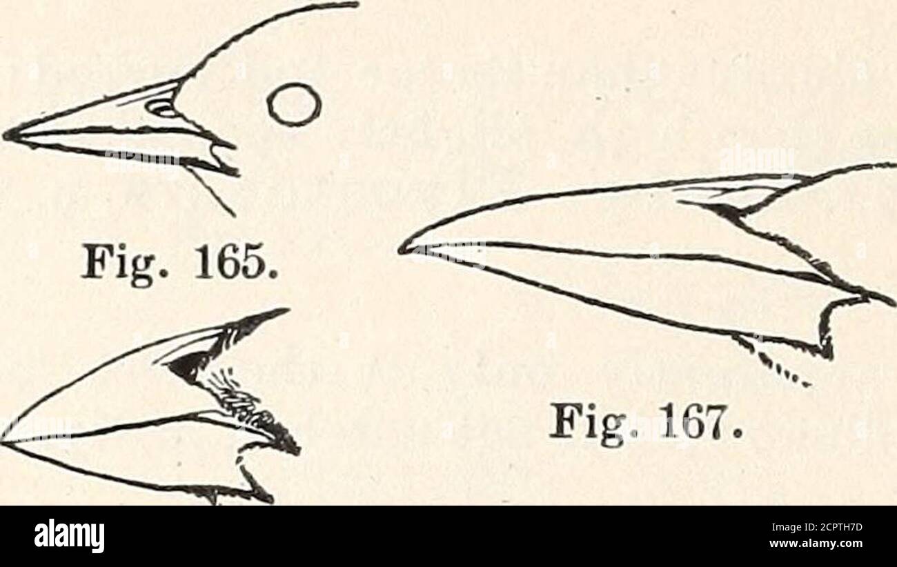 . Manuale degli uccelli degli Stati Uniti occidentali tra cui le grandi pianure, grande bacino, pendio del Pacifico, e bassa valle del Rio Grande . 4. Primario esterno doppio della lunghezza più interna.Hirundinidae: Rondini, pag. 382. 4. Primario esterno di lunghezza non doppia di quella interna-MOST.5. Bill sottile e sottile alla base. Tendi il dente di artiglio lungo o più lungo della sua punta . . Motacillidee: Carri e pipe, pag. 431. 6. Artiglio posteriore più corto della sua punta. Mniotiltidee: Warblers legno, p. 401. Fig. 157. 5. Bill corto e spesso o lungo e ispessimento base.6. Bilico dentellato alla punta e con fodero di setole. Narice nascosto o sovraappeso, o el Foto Stock