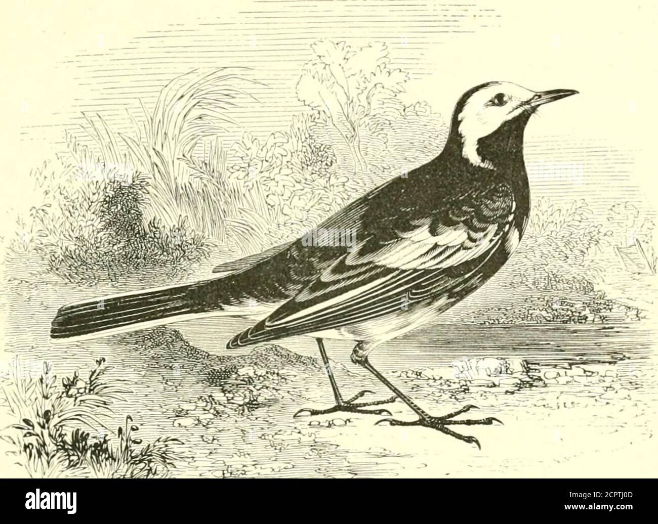 . Un manuale illustrato di uccelli britannici. F da limiti successivi, espostare le sue ali come una farfalla, che effettivamente, dai segni rossi e bianchi visualizzati, assomiglia molto. Il suo corso è zig-zag gene-rally, e la coda non è usata come mezzo di progressione. Maschio adulto in crumage-crumage: Grigio ardesia sopra, più scuro sulla testa e più scuro sulla groppa; coprente-ala per lo più cremisi; marrone-quillsnerastro, con punta di bianco opaco, il 2° al 5° ciascuno con abasale e un punto bianco sub-apicale sulla rete interna, dal 6° verso soltanto un punto basale; reti esterne di quasi tutti i principali cr Foto Stock