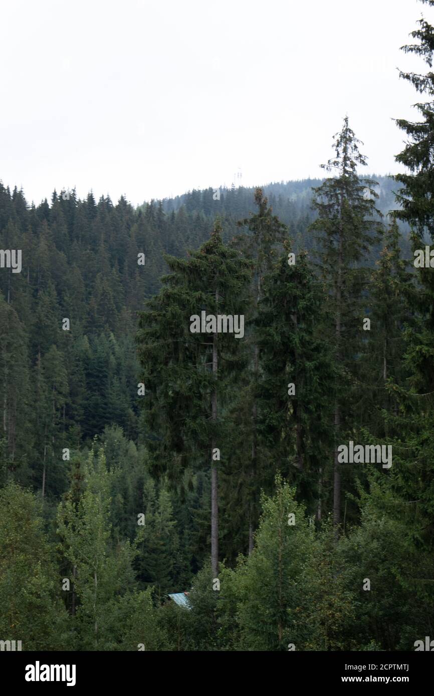 Pineta con nubi nebbia che la circonda, mistero Foto Stock