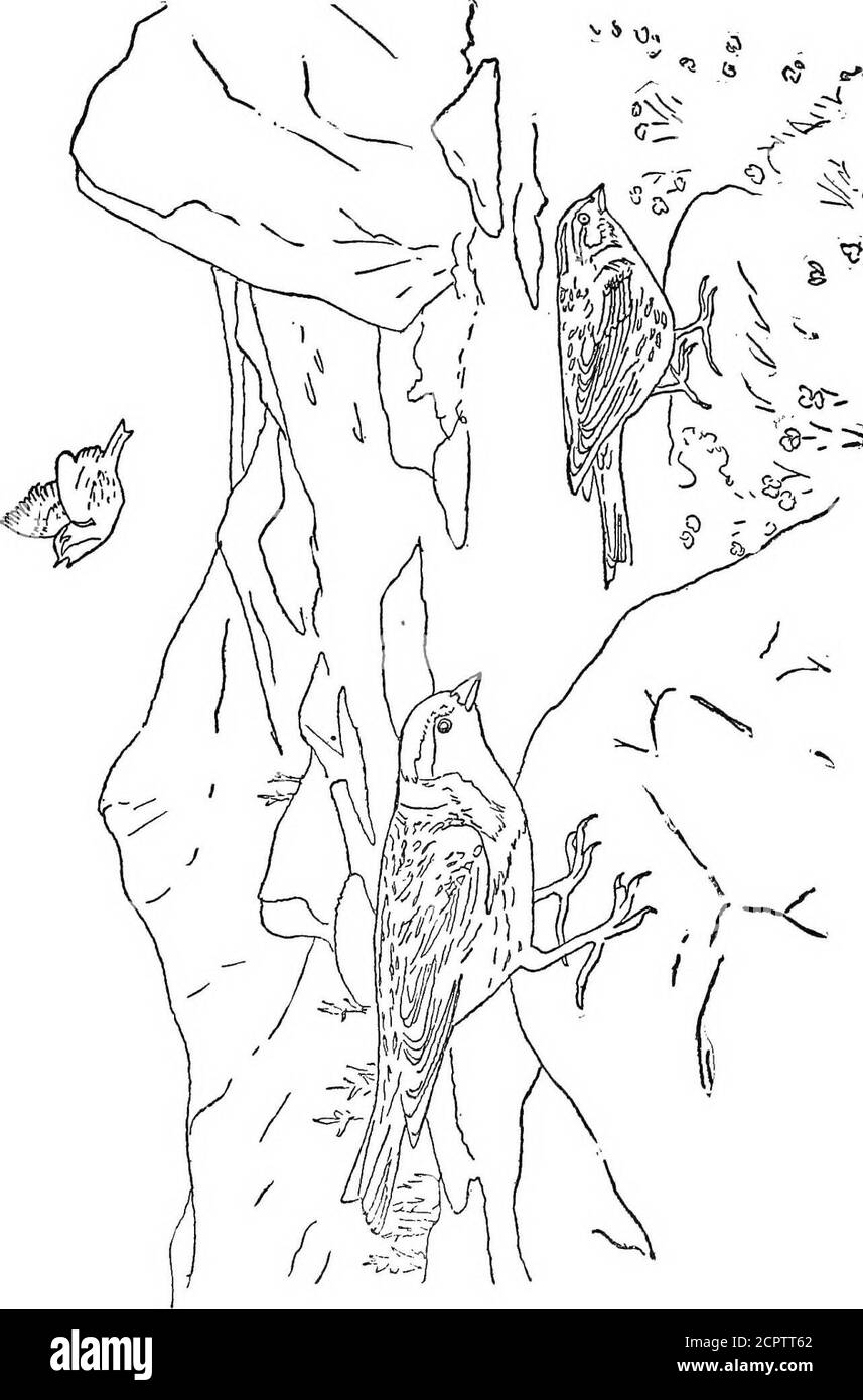 . Vita degli uccelli dell'Alaska come raffigurata da molti scrittori . CK DP,WO zo z<: ^1. Q 5 o <; .u o o scopato dalla sabbia. L'oca canadese è là, anche, ma è rara.l'oca crickling inoltre abbonda lungo i fiumi più grandi e Lakes.The cigno fischiante.nids dappertutto l'interno, dove il trombeteralso è occasionalmente incontrato. Shore-Birds e Game-Birds il clima e il carattere del paese sono sfavorevoli per i ladroni, e l'unico rappresentante del gruppo in questa districti la piccola gru marrone o sandhill, che sembra essere più commonin la valle del fiume Porcupine che dovunque Foto Stock