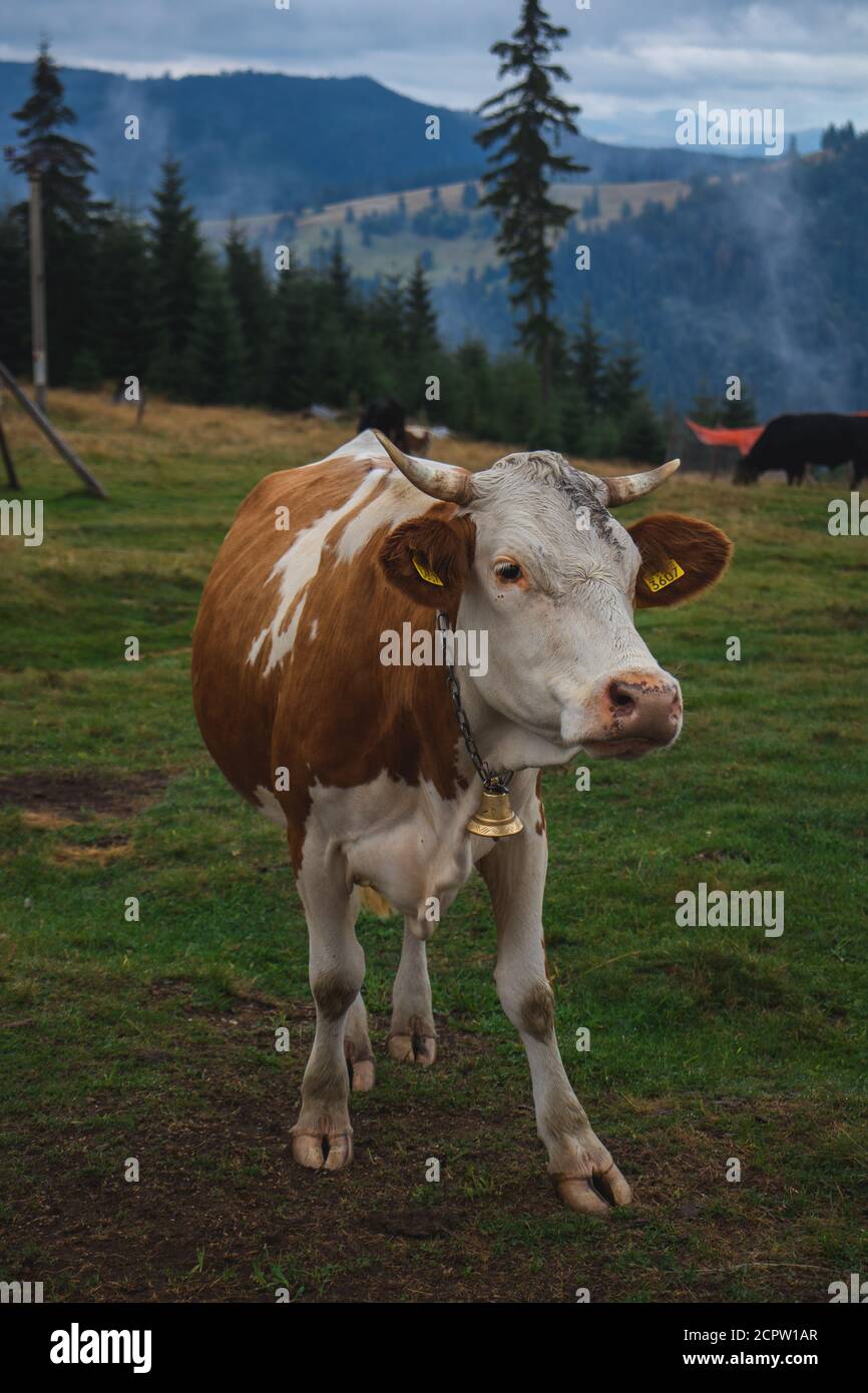 Mucca marrone bianca seduta come una signora, montagne sullo sfondo Foto Stock