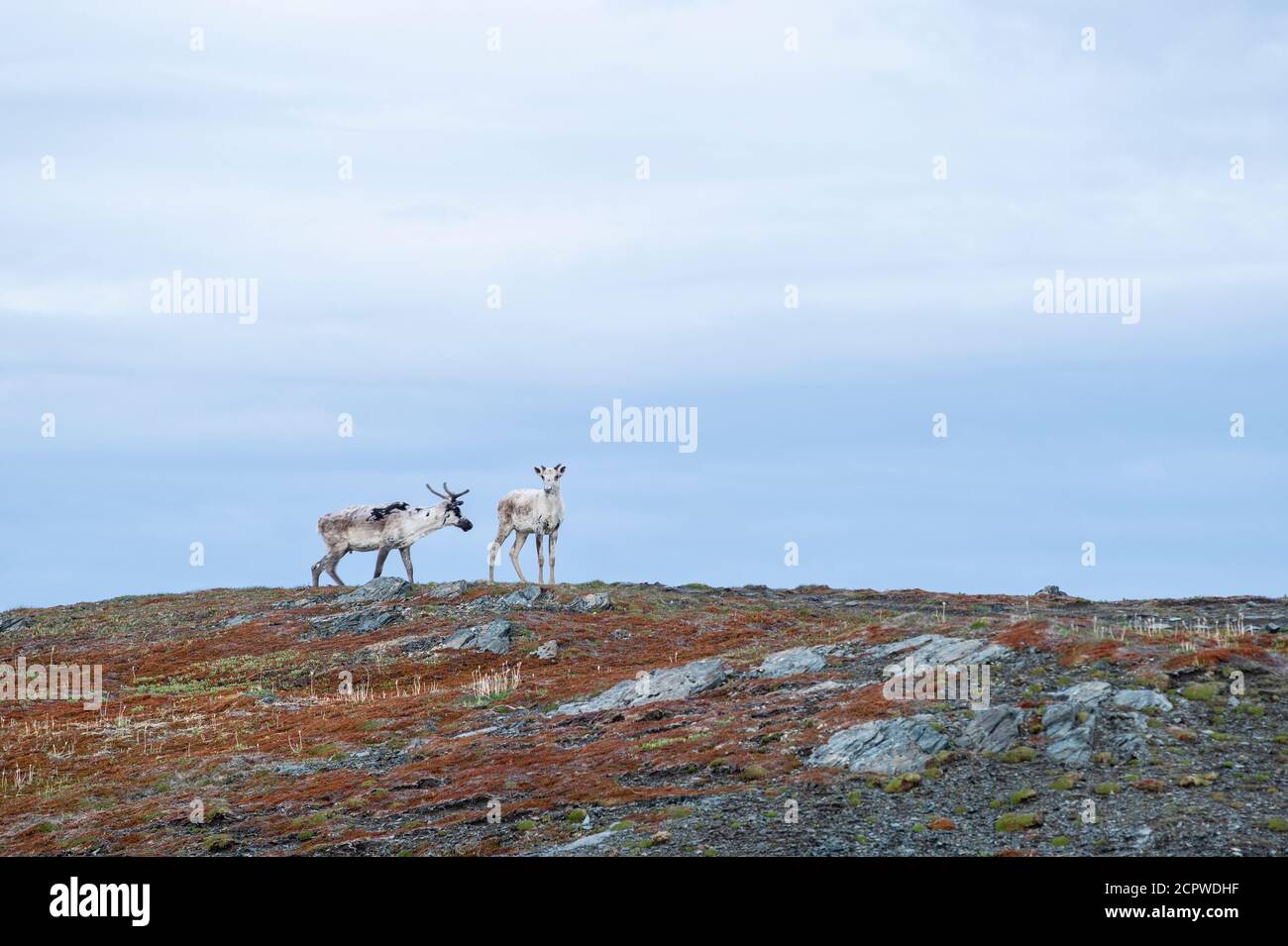 Barren terreno caribou (Rangifer tarandus) mucca e vitello, Goose Cove, Terranova e Labrador NL, Canada Foto Stock