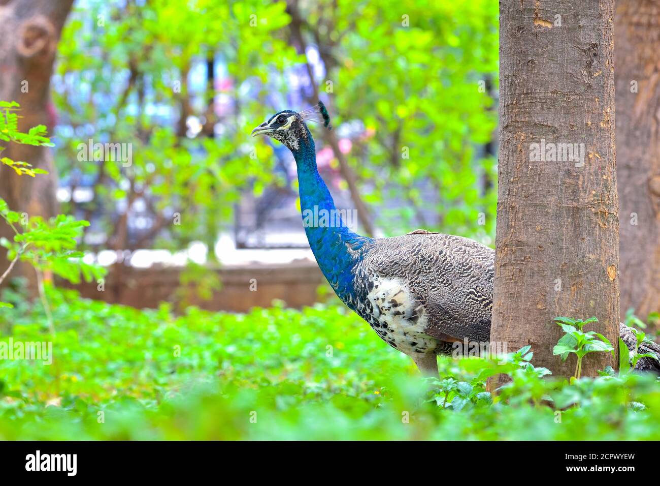 Il paafowl indiano, conosciuto anche come paafowl comune, e paafowl blu, è una specie di paafowl originaria del subcontinente indiano. È stato introdotto Foto Stock