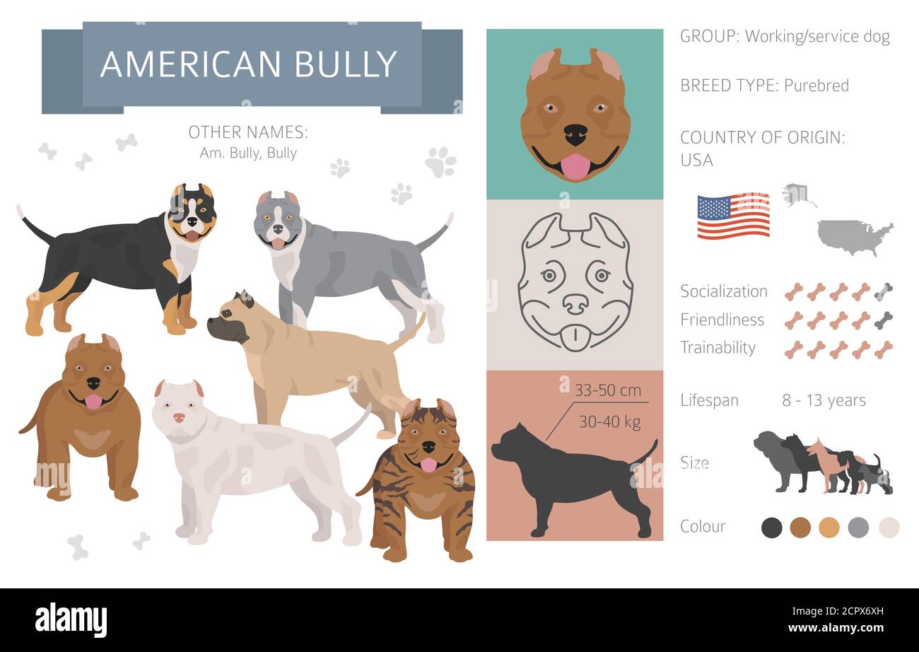 Il cane bully americano isolato su bianco. Caratteristiche, varietà di colore, informazioni sul temperamento. Raccolta infografica cani. Illustrazione vettoriale Illustrazione Vettoriale