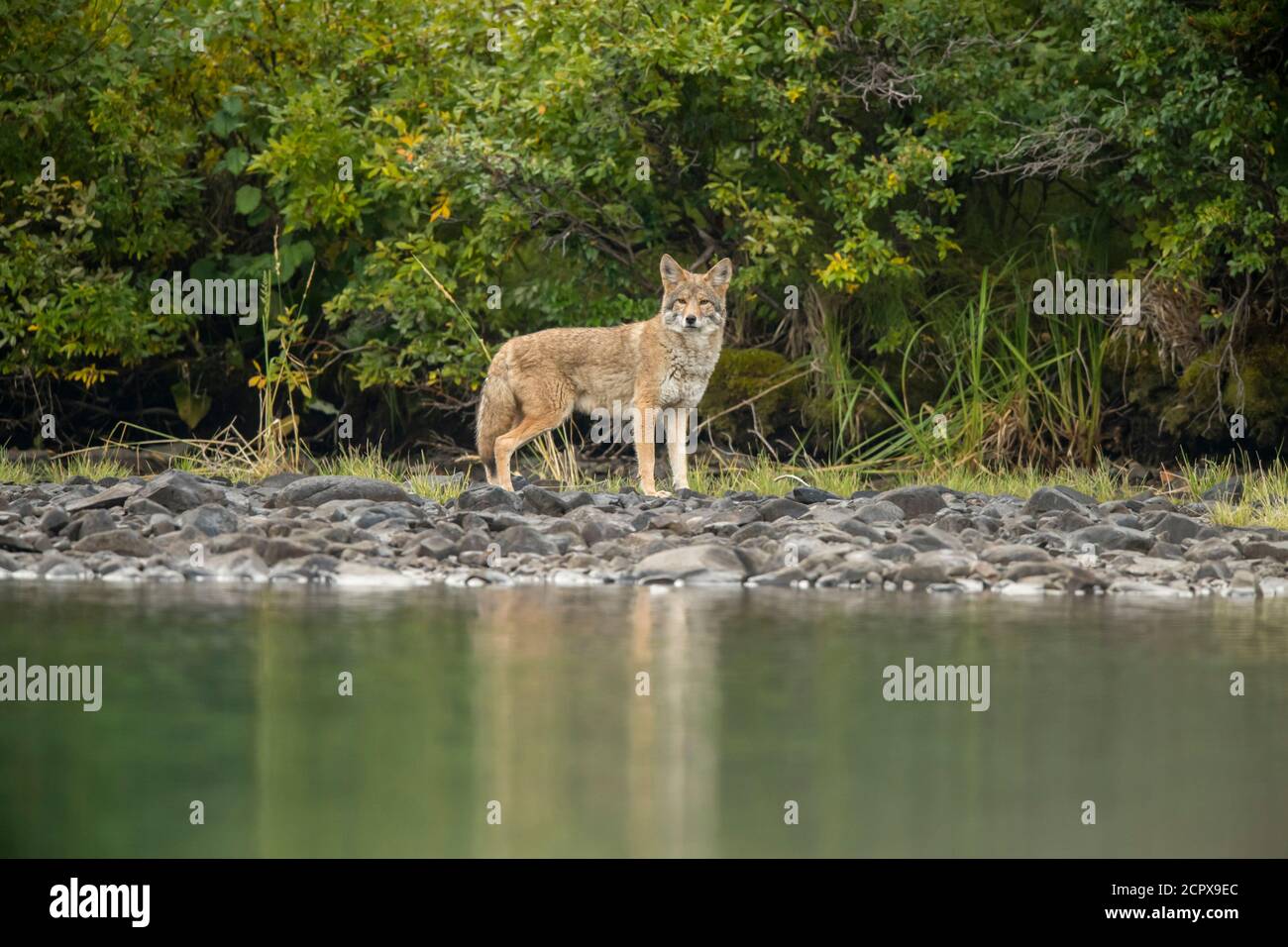 Coyote (Canis latrans) - passeggiata lungo il fiume Chilko, Chilcotin Wilderness, BC Interior, Canada Foto Stock