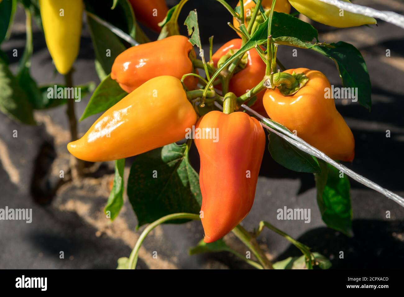 I peperoni si ripperano sui letti. Nuovo prodotto Foto Stock