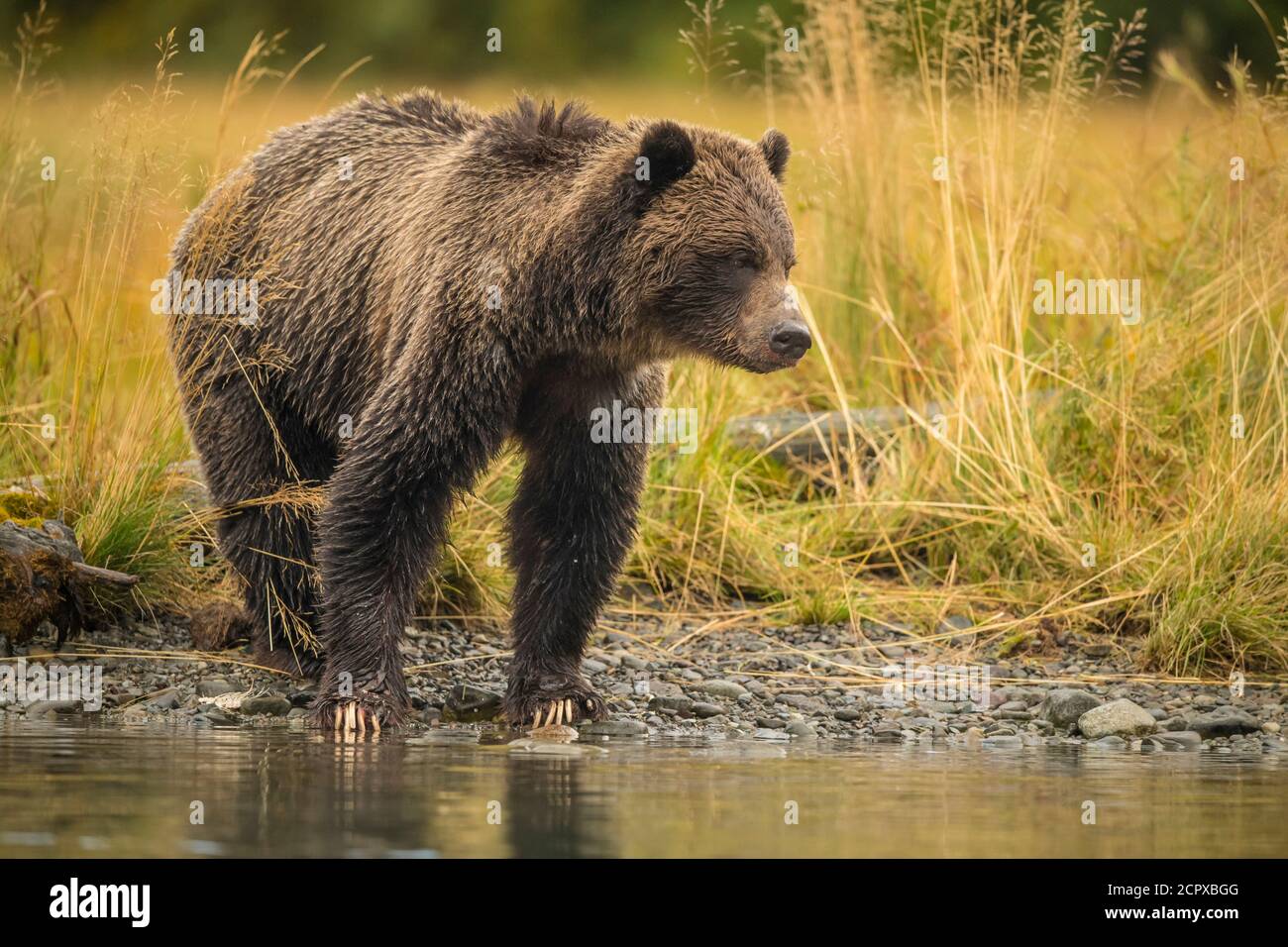 Orso grizzly (Ursus arctos)- Caccia sockeye salmone che si riproducono in un fiume di salmone, Chilcotin Wilderness, BC Interior, Canada Foto Stock