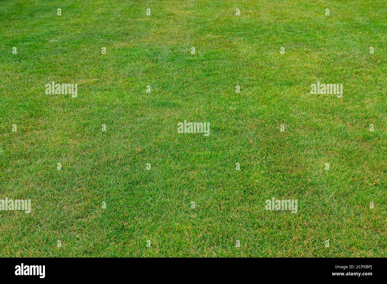 Frammento di un campo da golf con erba verde. Paesaggio rurale Foto Stock