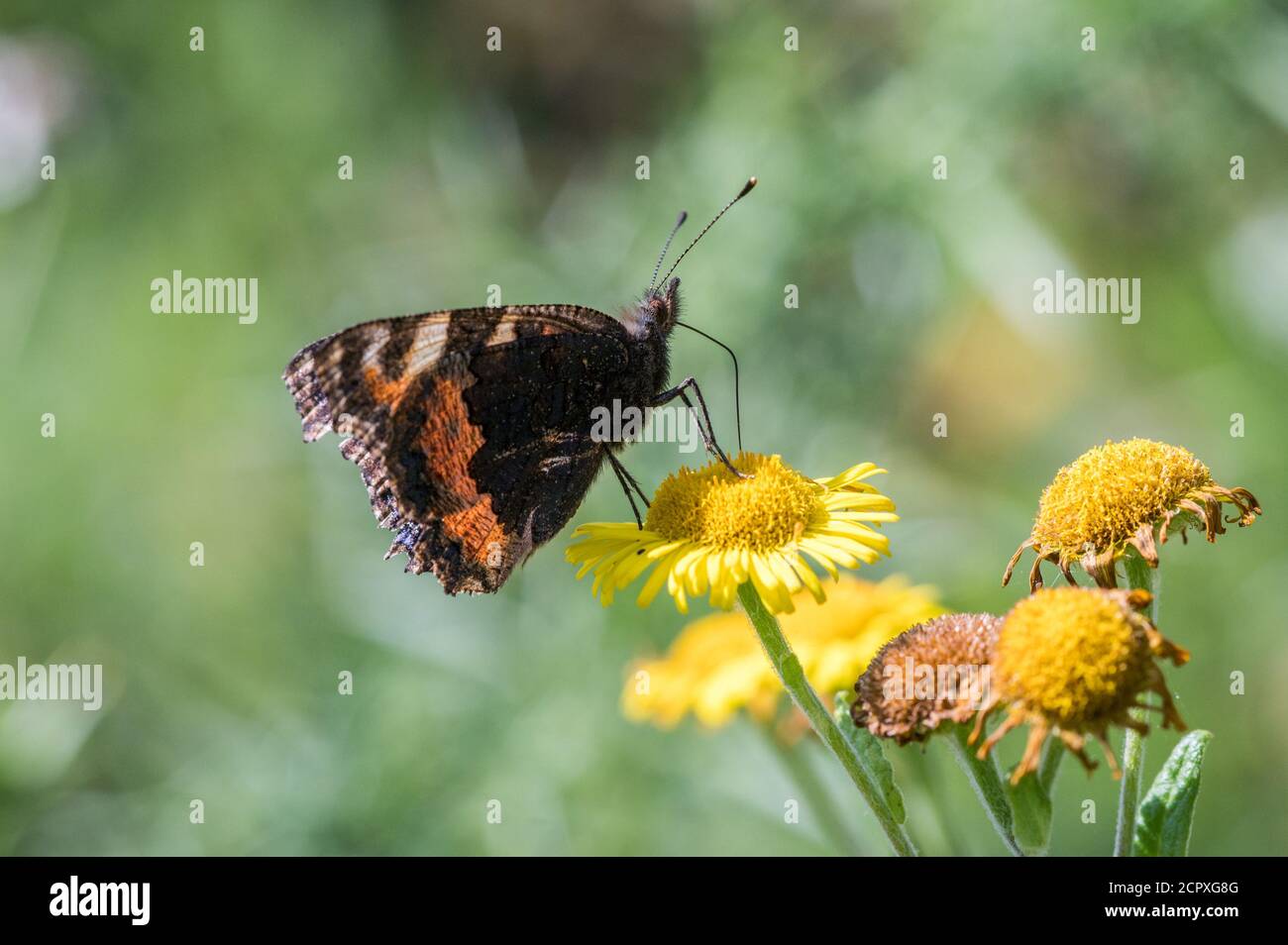 Piccolo Tortoiseshell farfalla nectaring Foto Stock