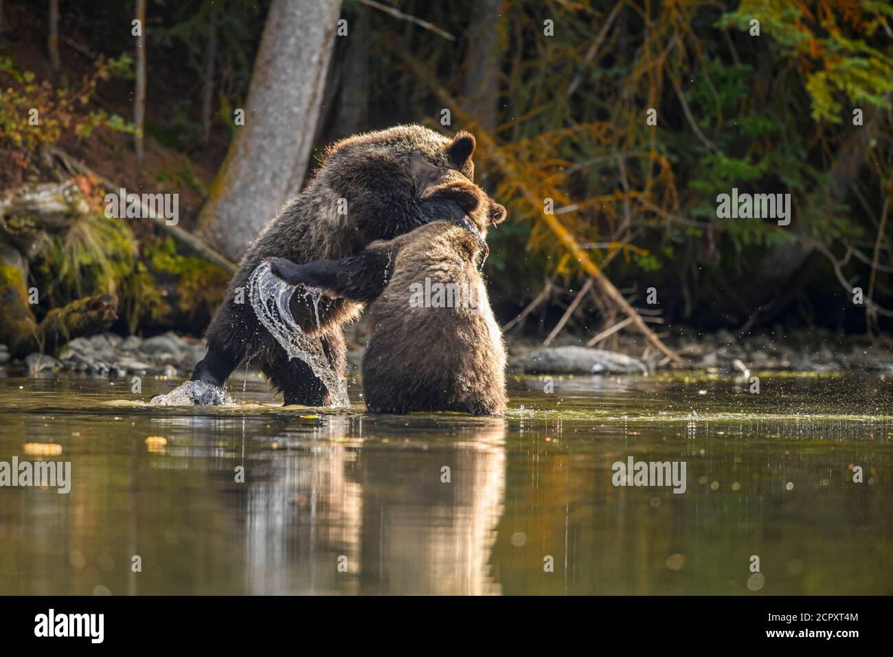 Orso grizzly (Ursus arctos)- Cetrioli che interagiscono e combattono lungo il fiume Chilko, Chilcotin Wilderness, BC Interior, Canada Foto Stock