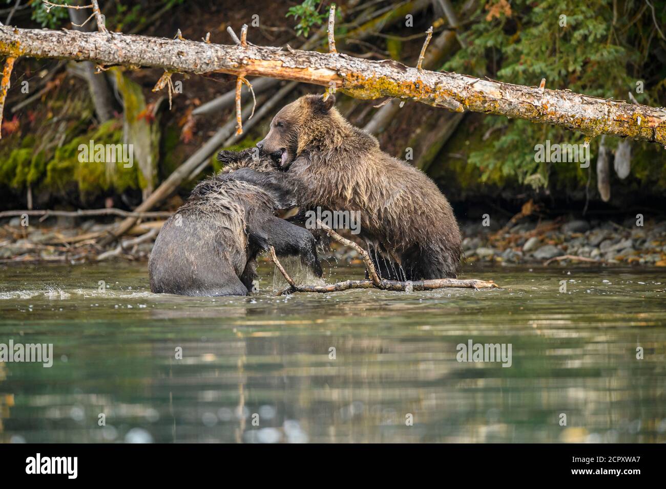 Orso grizzly (Ursus arctos)- Cetrioli che interagiscono e combattono lungo il fiume Chilko, Chilcotin Wilderness, BC Interior, Canada Foto Stock