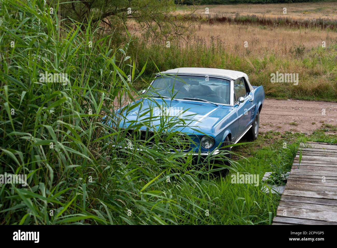 Germania, Meclemburgo-Pomerania occidentale, Seedorf, un vecchio Mustang si trova di fronte ad una cintura di canna sull'isola di Ruegen. Foto Stock