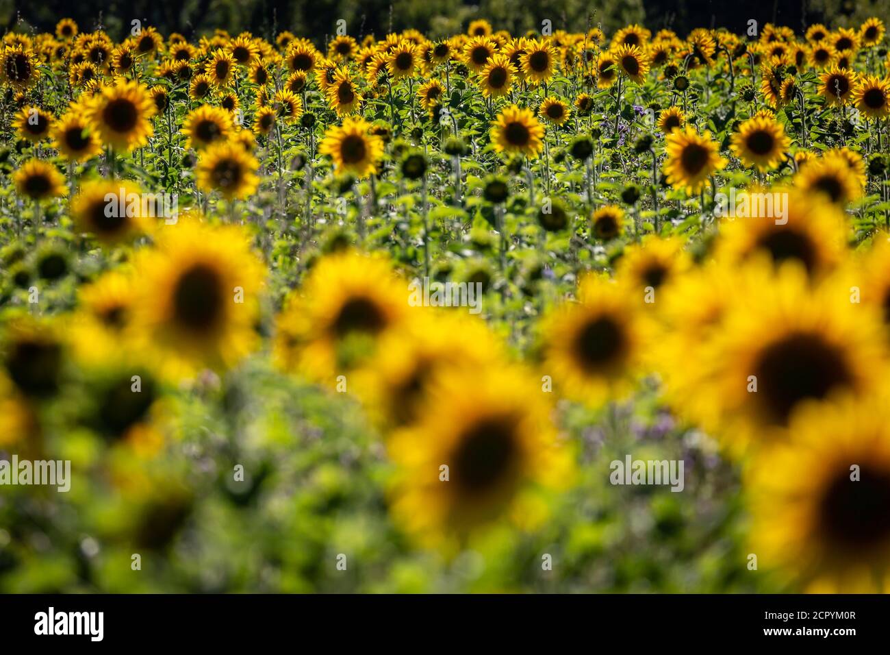 Un campo di girasoli vibranti in Sussex, in una giornata estiva soleggiata Foto Stock