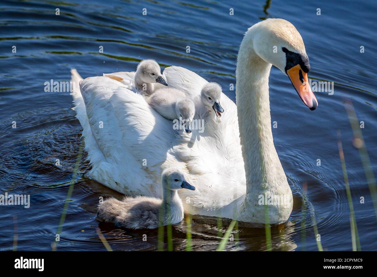 Un cigno che nuota in un ruscello con i suoi cigneti che cavalcano sulla schiena Foto Stock