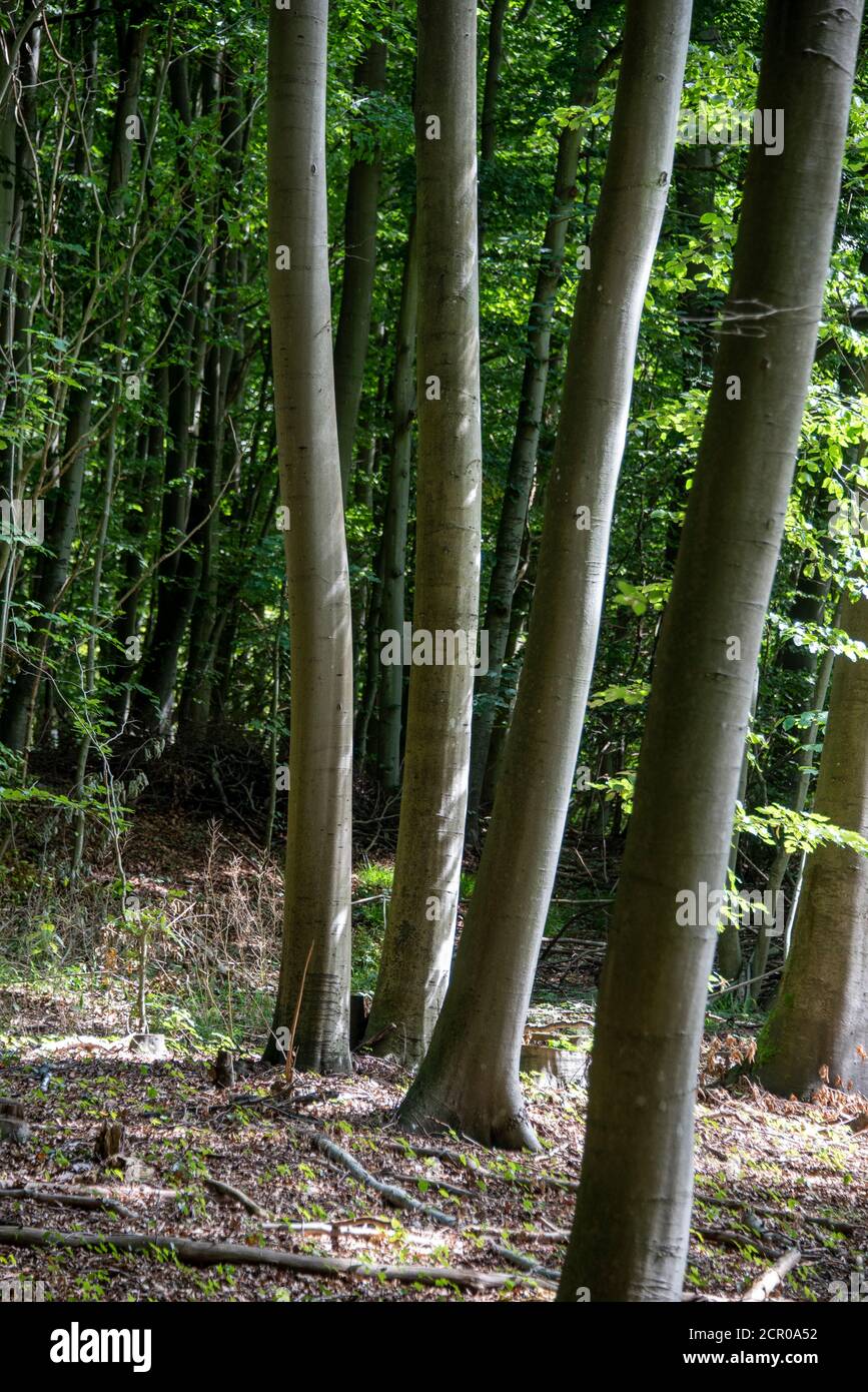 Germania, Meclemburgo-Pomerania occidentale, Blieschow, vecchi faggi in 982 ettari di grande e protetta zona forestale Granitz nel sud-est di Ruegen. Foto Stock