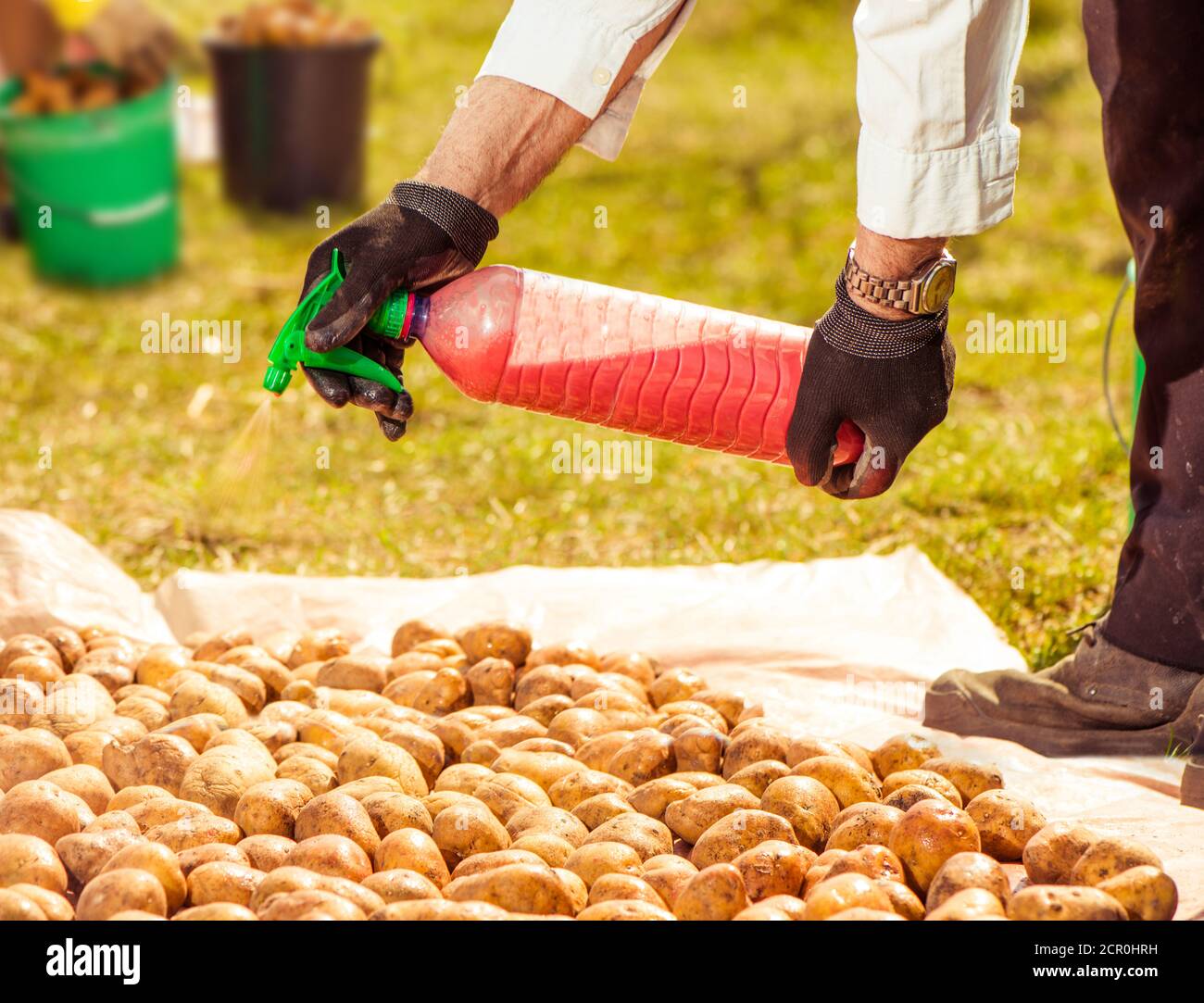 coltivatore che spruzza sostanze chimiche sui semi di patate Foto Stock
