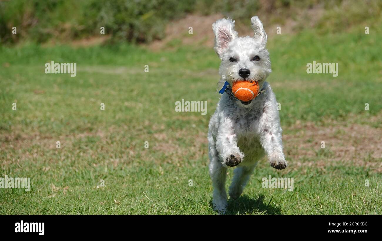 Un piccolo cane bianco felice di razza mista fetches a sfera Foto Stock