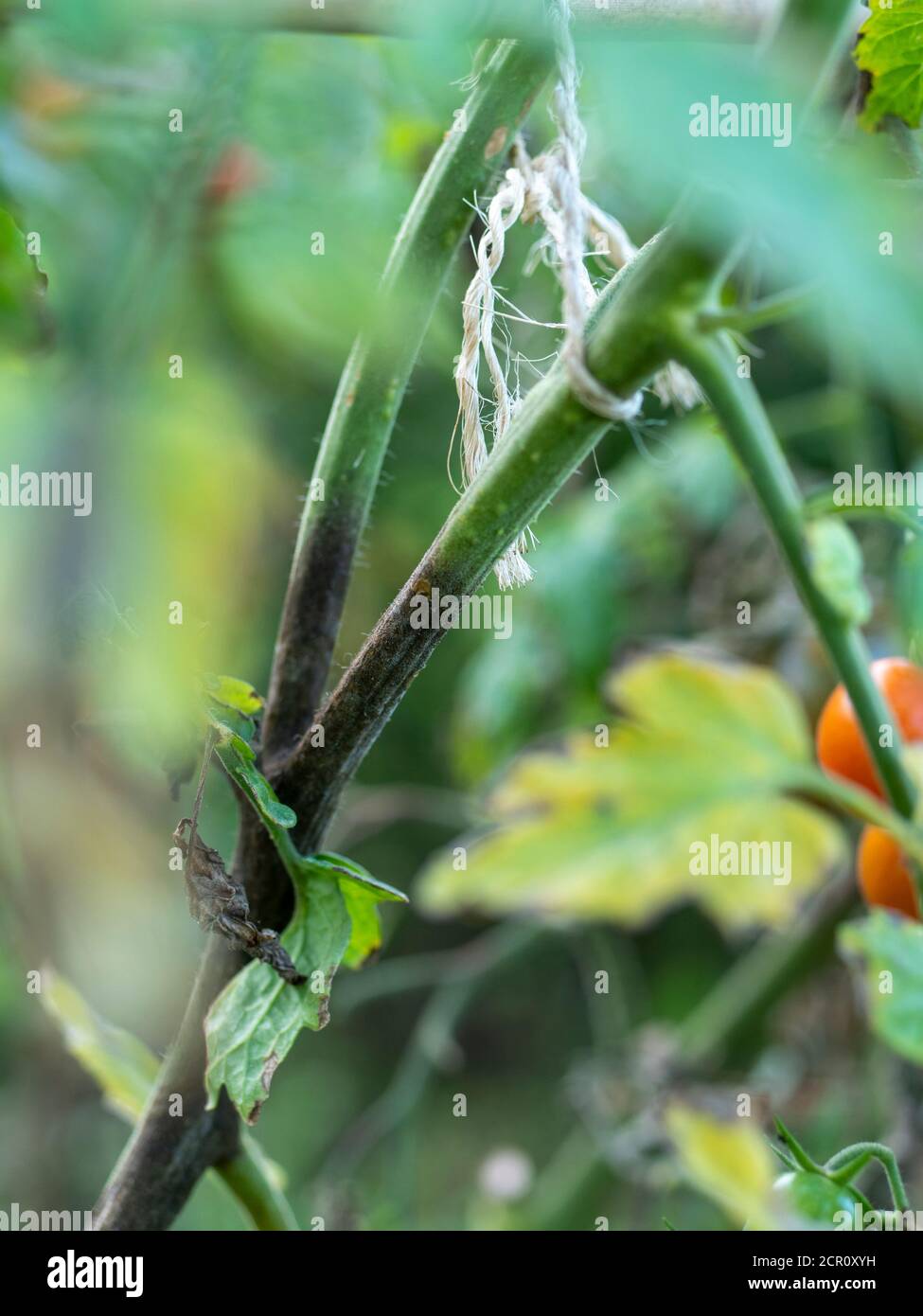 La muffa dello stelo del pomodoro causata dal fungo Didymella lycopersici Foto Stock