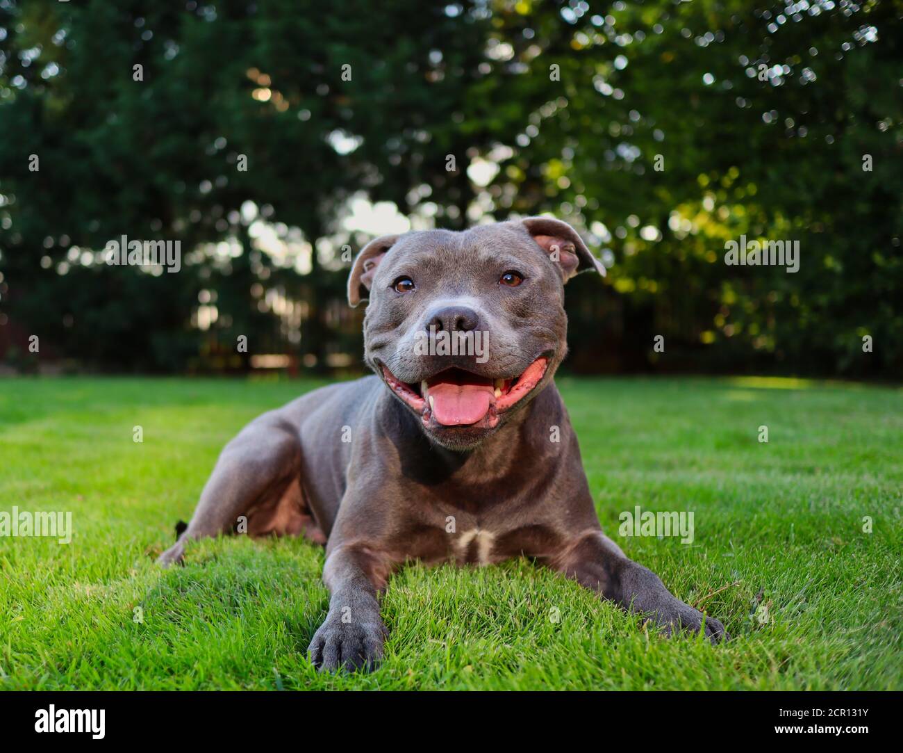 Gioioso Staffordshire Bull Terrier sdraiato nel Giardino con sorriso sulla sua faccia. Happy Blue Staffy sdraiato nel Green Grass. Foto Stock