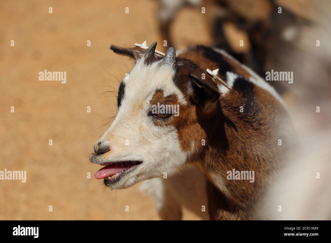 Cute baby Goat bleat nel Parco Zoo. Il pigmeo americano è una razza americana del capra di Acondroplastica che è anche conosciuta come pigmeo o pigmeo africano. Foto Stock
