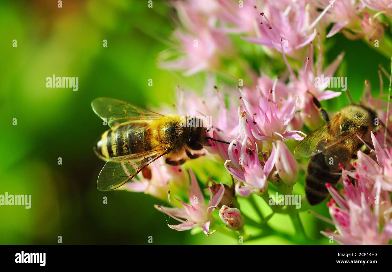 Api che impollinano fiori di una pianta succulenta Foto Stock Api che impollinano fiori di una pianta succulenta Foto Stock