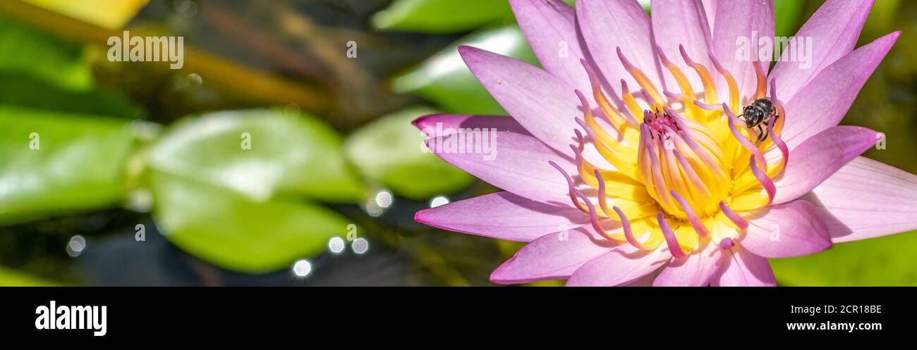 Panorama ape su fiore rosa di loto in stagno. Ape stanno raccogliendo per nettare da polline di giglio di acqua. Foto Stock