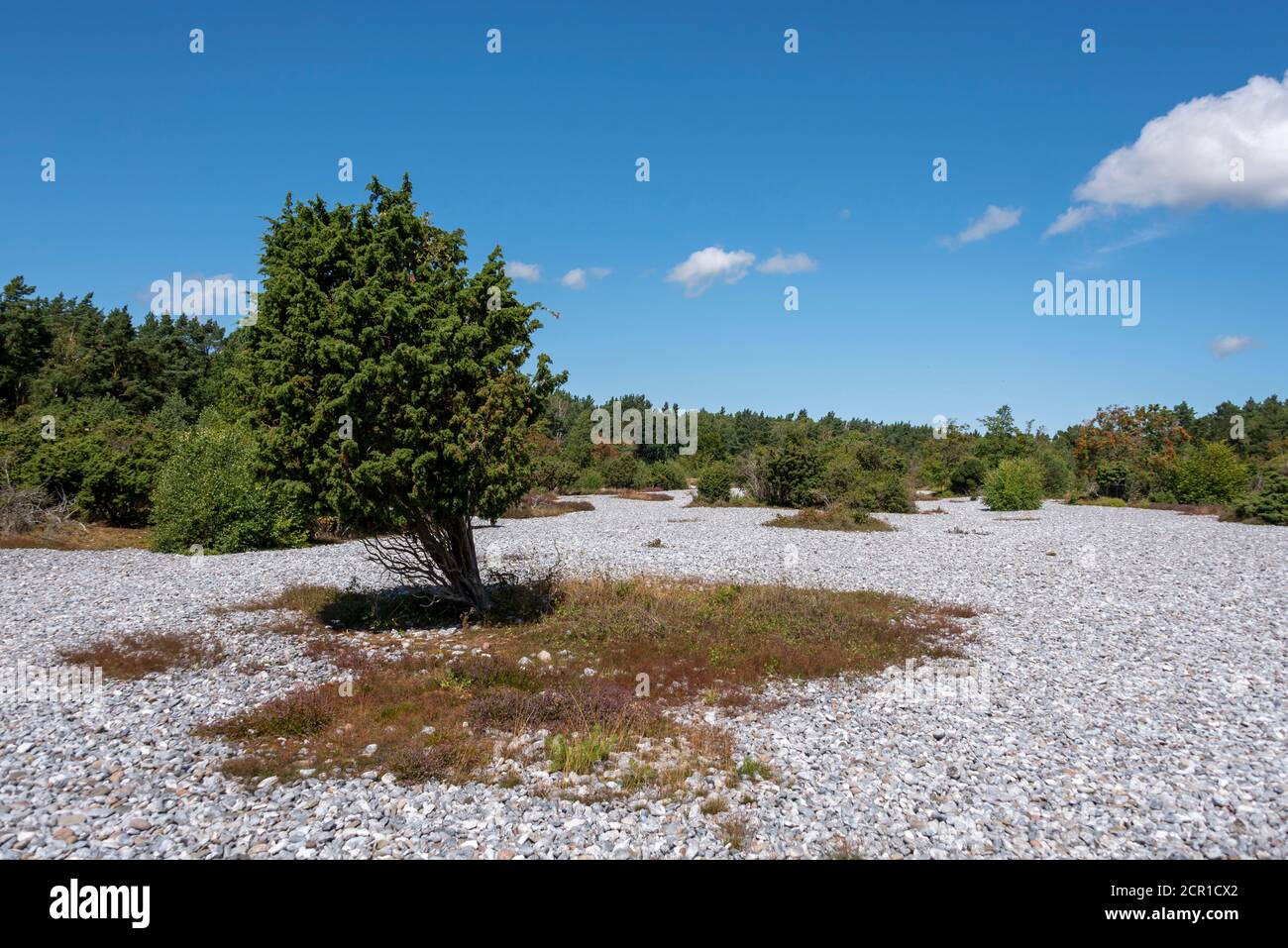 Germania, Meclemburgo-Pomerania occidentale, isola di Ruegen, campi di selce, campi di ghiaia tra Mukran e Prora, pietre di selce Foto Stock