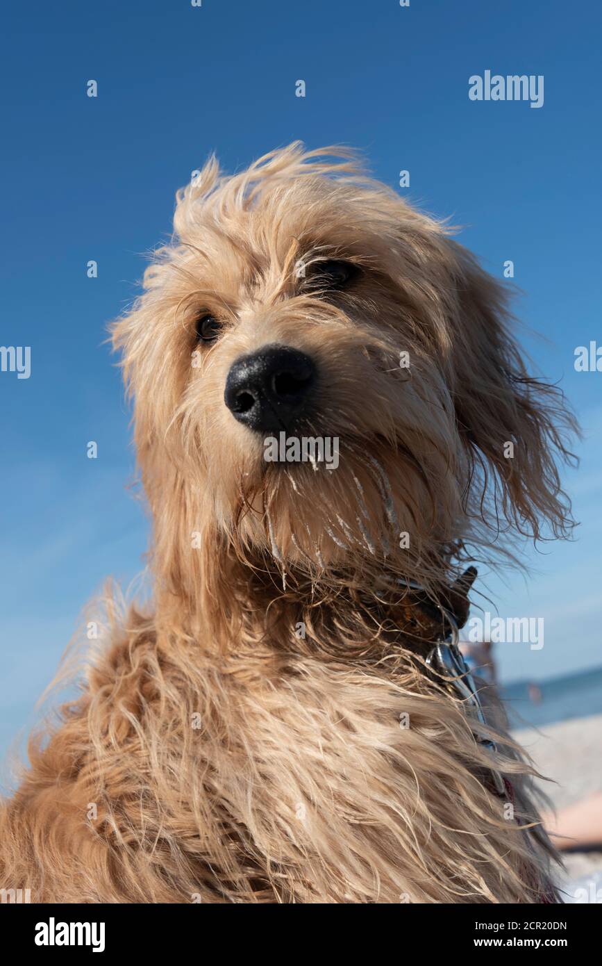 Ritratto di un giovane cane (Mini Goldendoodle) Foto Stock