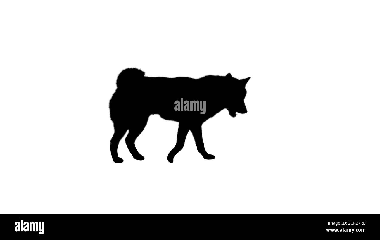 Sorridente rosso shiba inu Walking, canale Alpha Foto Stock