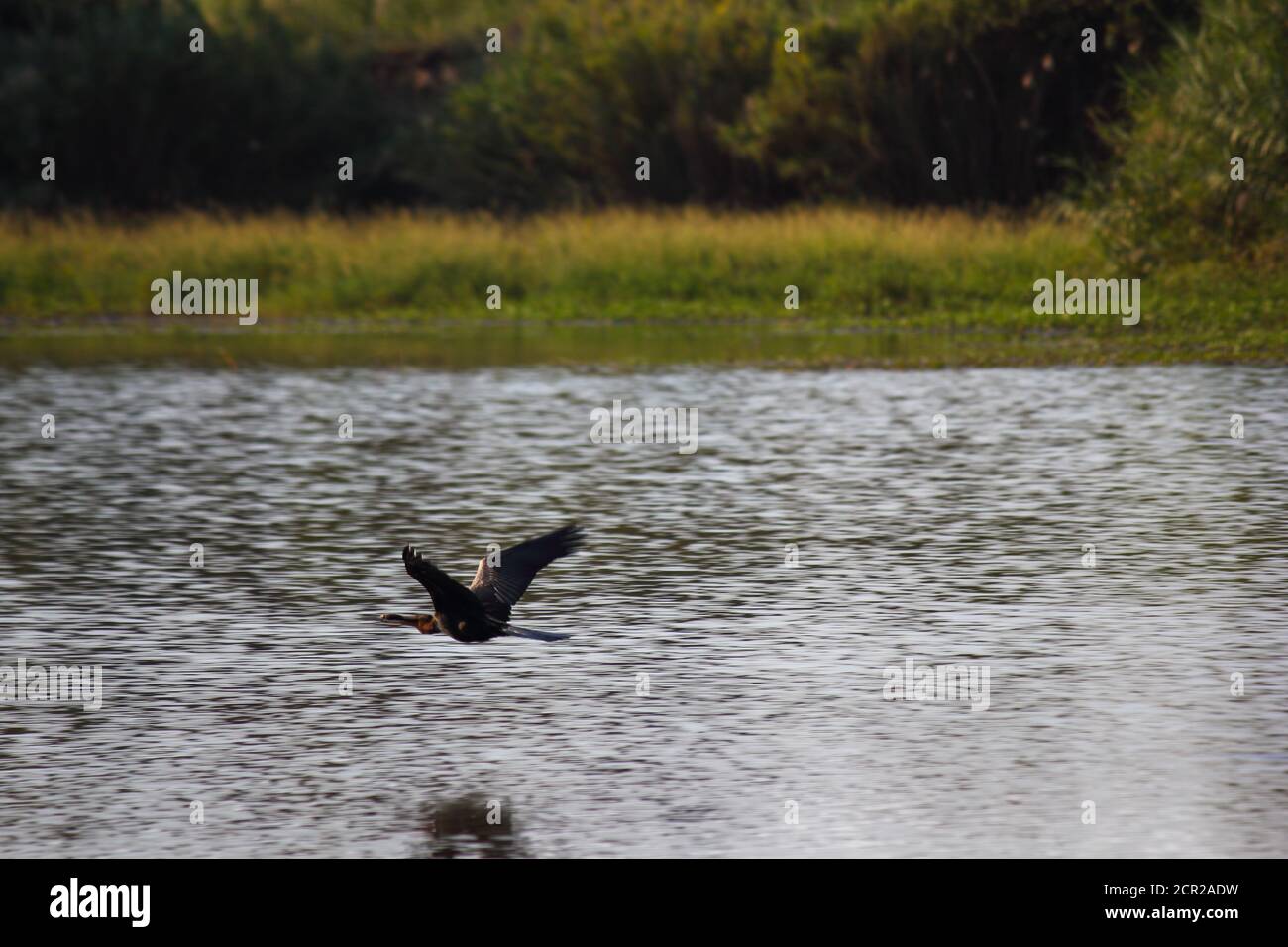 Scena fluviale con uccello Darter africano (Anhinga rufa) Foto Stock